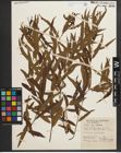 Foto von Salix nigra Marshall